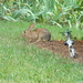 Rabbit Eating Grass by sfeldphotos