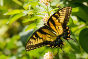 27th Jul 2019 - Eastern Tiger Swallowtail Butterfly!