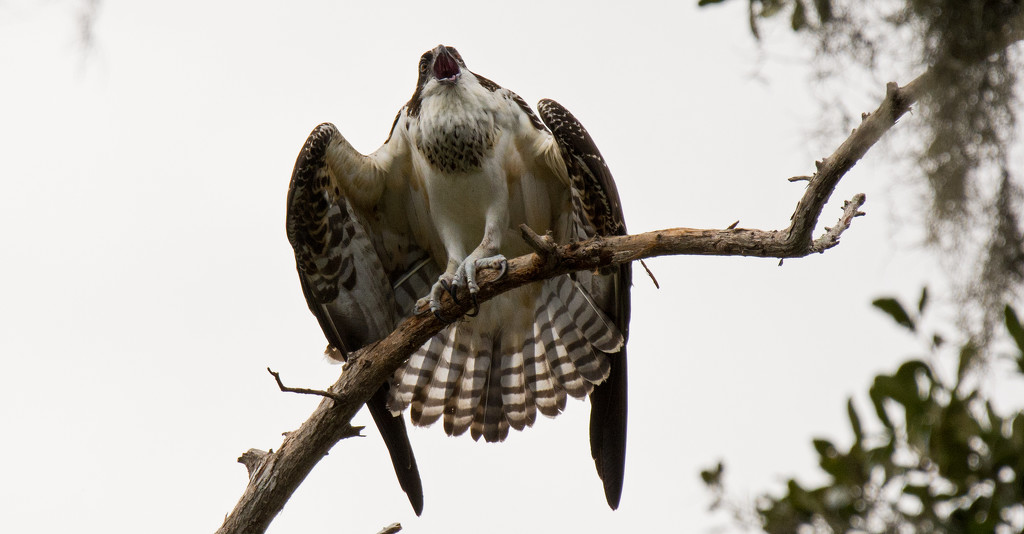 Teenage Osprey Getting Excited! by rickster549