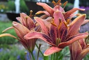 27th Jul 2019 - Whistler Asiatic Lily