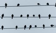26th Jul 2019 - Birds on a Wire