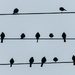 Birds on a Wire by nicoleweg