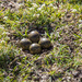 Plover Eggs by corymbia