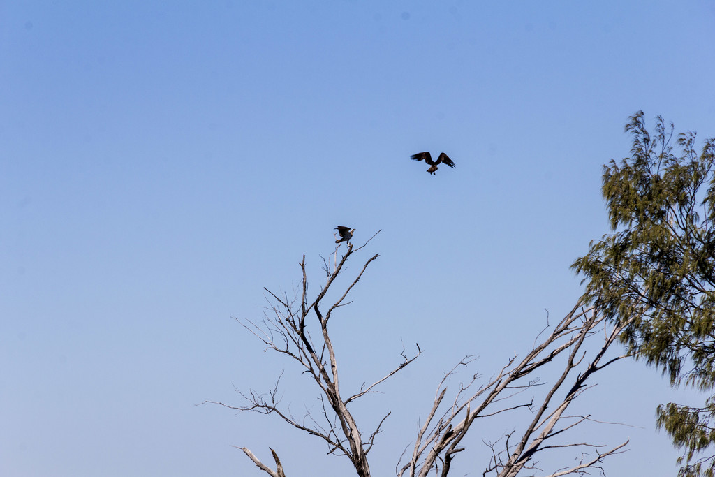 Osprey Pair by corymbia