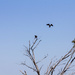 Osprey Pair by corymbia