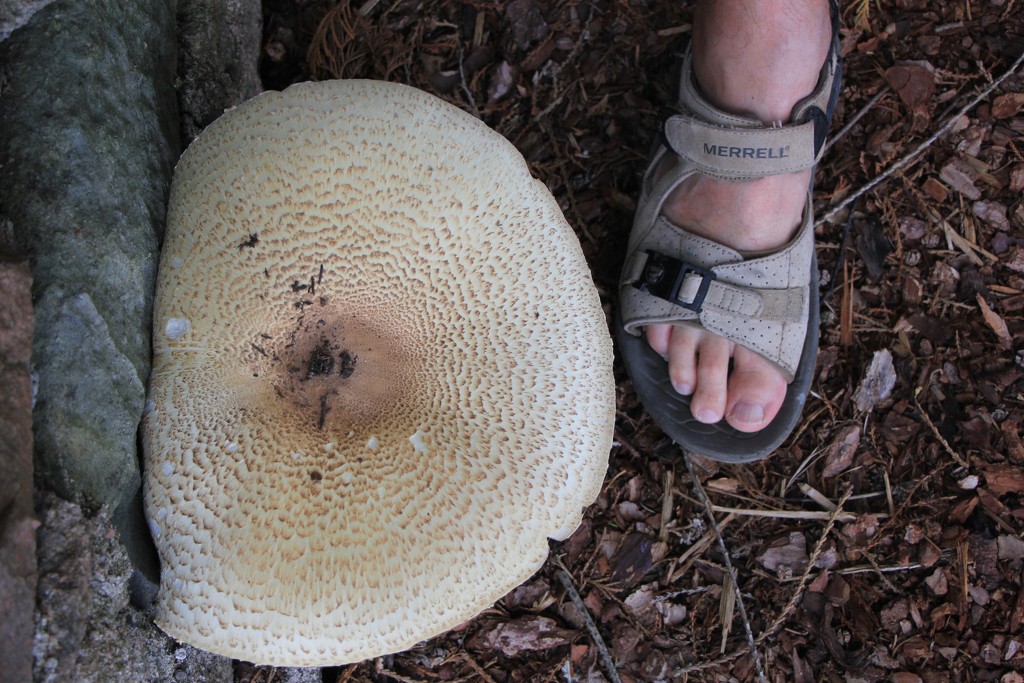 Massive Mushroom by jamibann
