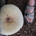 Massive Mushroom by jamibann