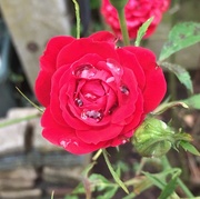 28th Jul 2019 - Raindrops on roses