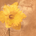 Daffodil by helenw2