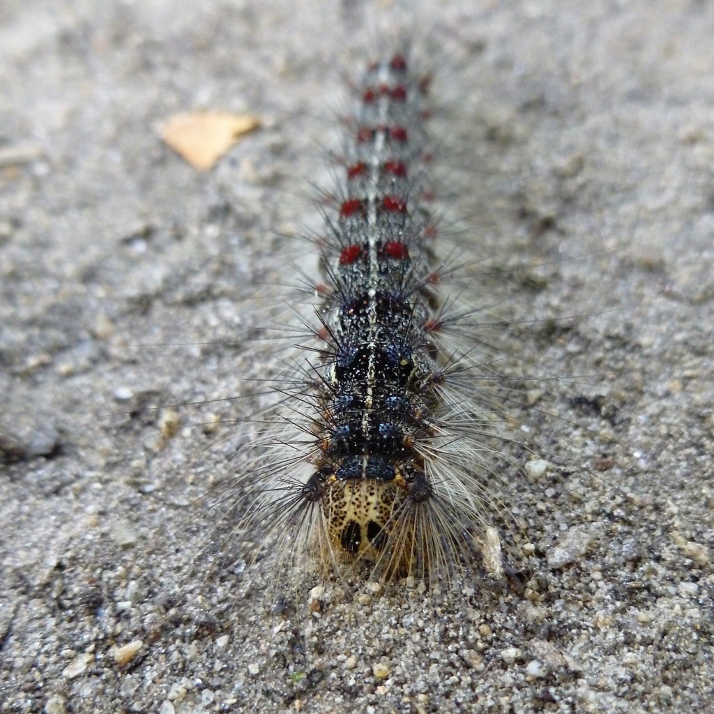 Caterpillar by gabis
