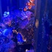 I found Nemo  by louannwarren