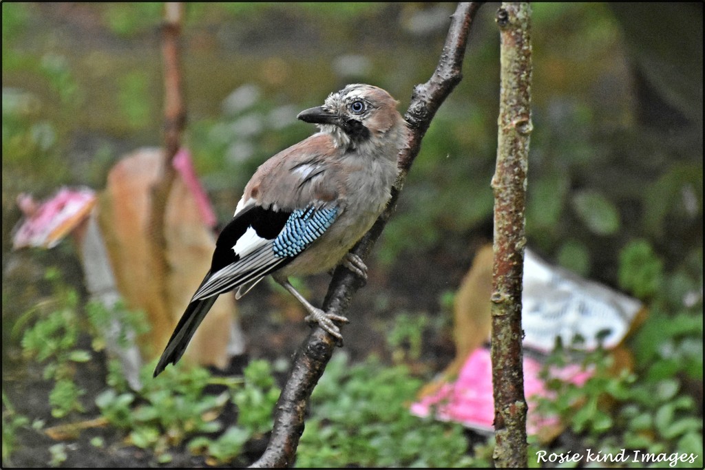 Look at this scruffy young jay by rosiekind