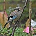 Look at this scruffy young jay by rosiekind