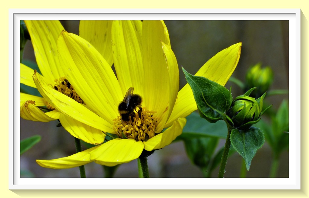 Rudbeckia and the bee by beryl