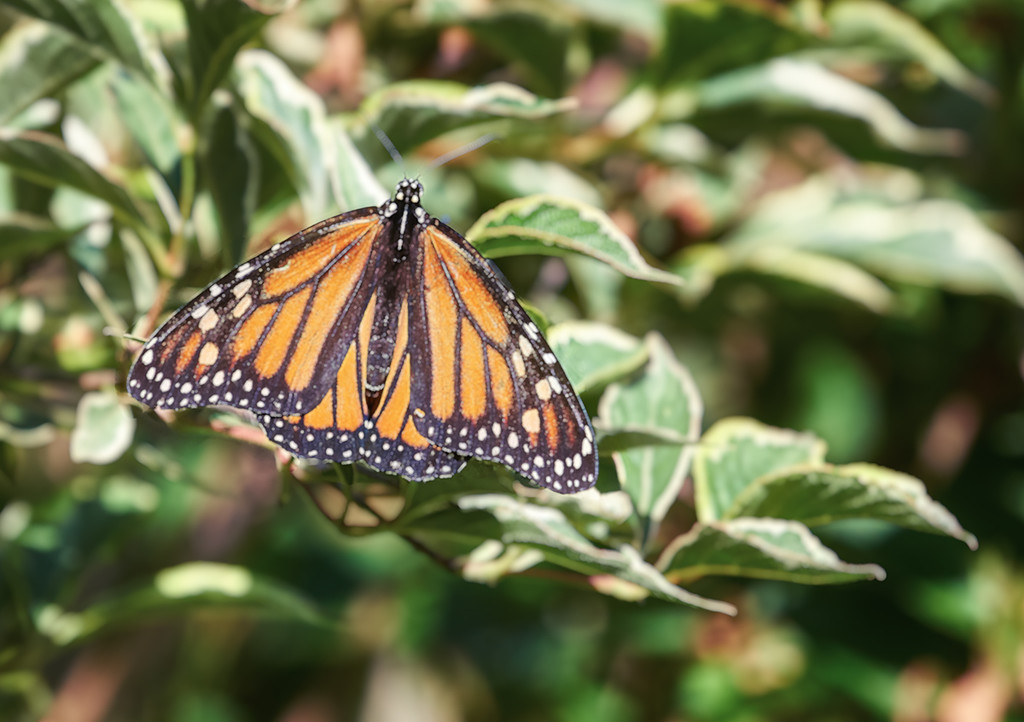 Monarch  Butterfly by gardencat