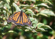 27th Jul 2019 - Monarch  Butterfly