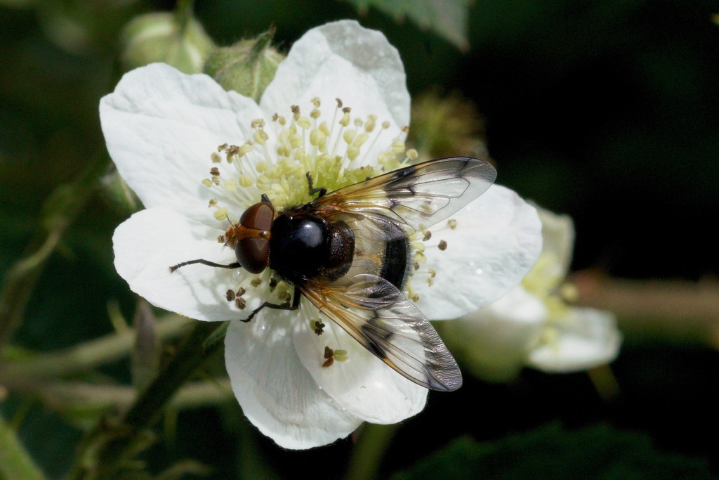 HOVER-FLY ON BRAMBLE FLOWER  by markp