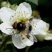 HOVER-FLY ON BRAMBLE FLOWER  by markp