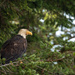 Backyard Eagle by kwind