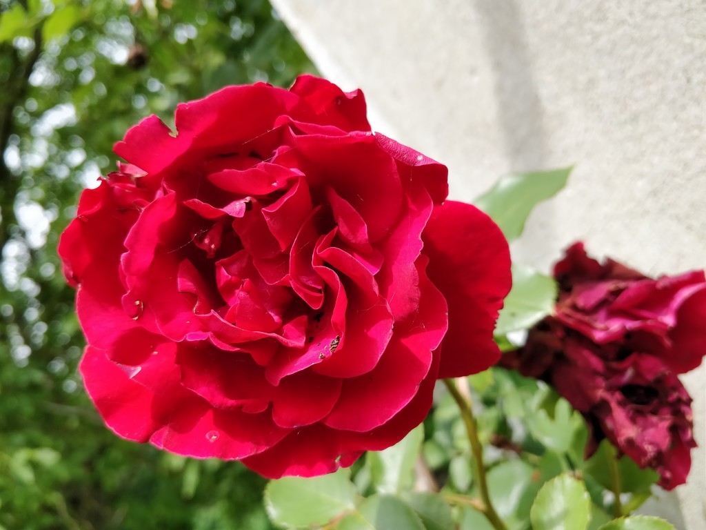 Red red rose by violetlady