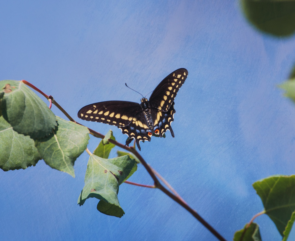 black swallowtail by aecasey