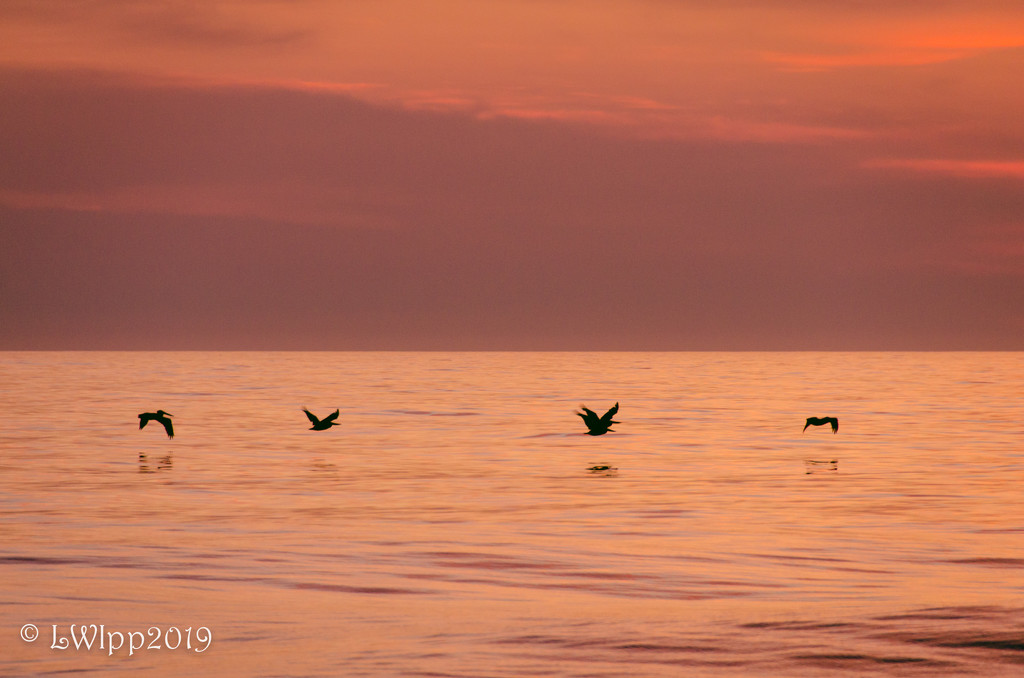 Pelican Sunrise by lesip