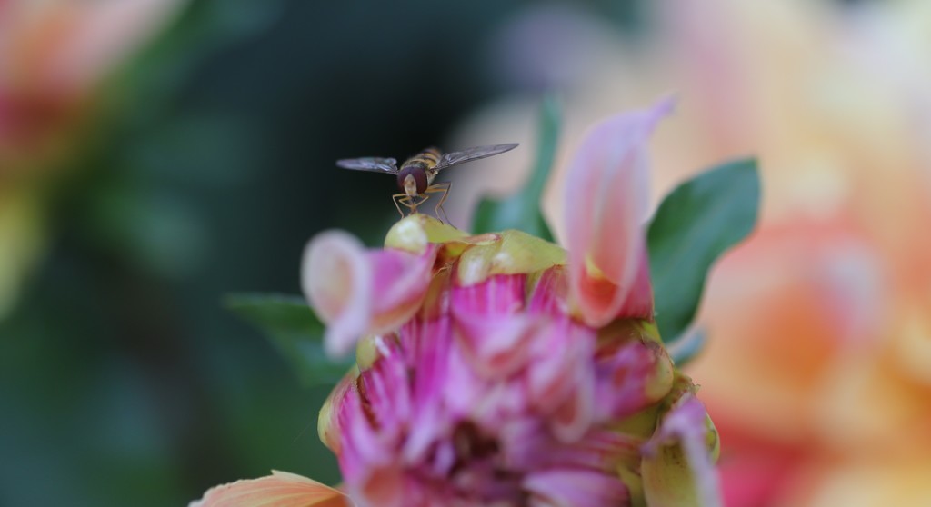 Hover Fly by phil_sandford