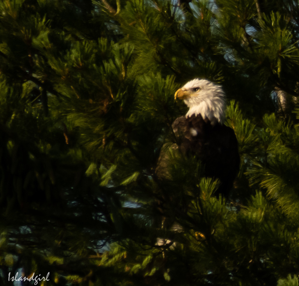 Eagle  by radiogirl