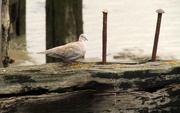7th Jul 2019 - Collared dove on the Thames estuary