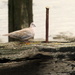 Collared dove on the Thames estuary by boxplayer