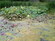 28th Jul 2019 - Water lilies