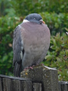 28th Jul 2019 -  Grumpy was sitting on the fence in the pouring rain - not sure why he had been kicked out of home!!