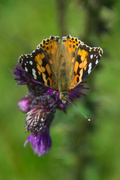 20th Jul 2019 - Painted lady