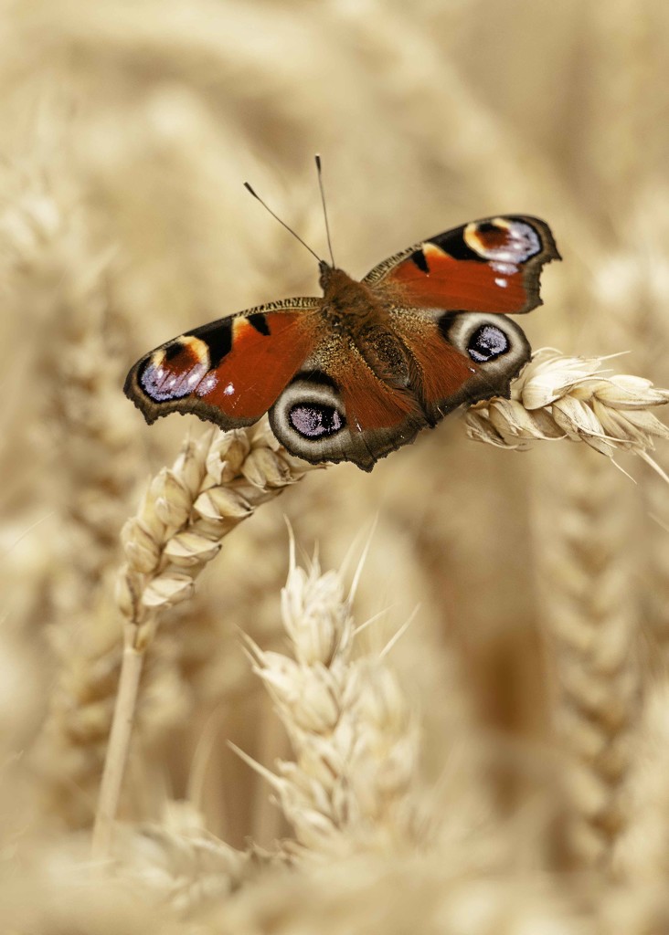 butterfly on wheat by shepherdmanswife