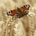 butterfly on wheat by shepherdmanswife