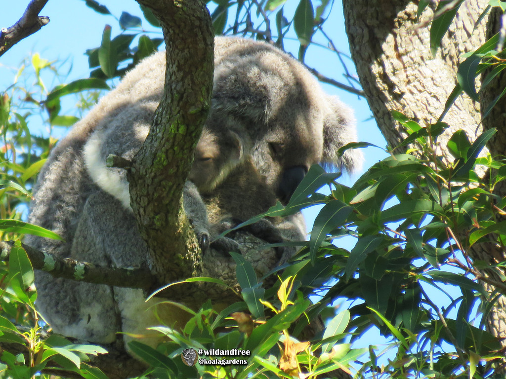 more sneaky peeks by koalagardens