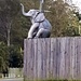 An Elephant Sitting On A Fence?  A drive by shot. by happysnaps