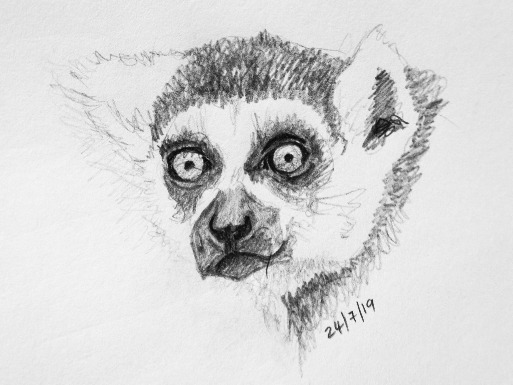 Lemur by harveyzone