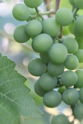27th Jul 2019 - My First Grapes