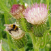 Bee on thistle by judithdeacon