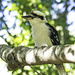 Kookaburra sits in the old gum tree by sugarmuser
