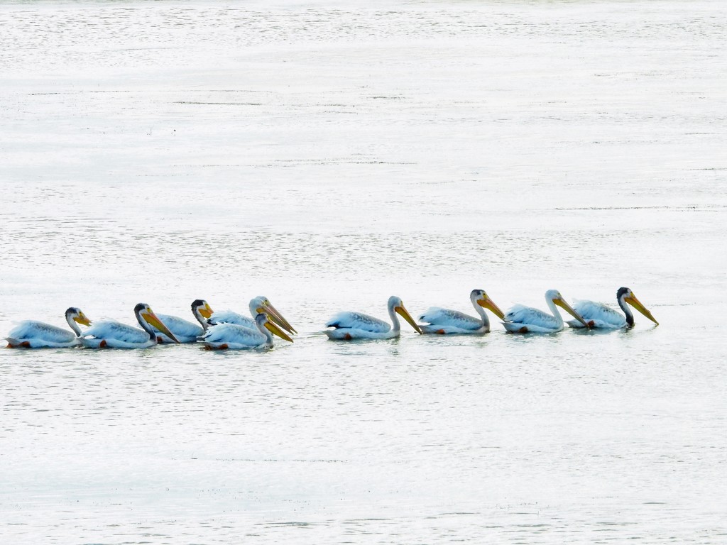Getting your pelicans in a row by amyk
