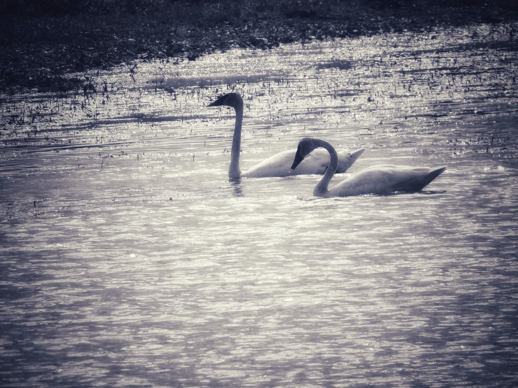 Two swans by amyk
