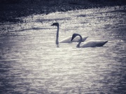 28th Jul 2019 - Two swans