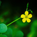Tiny Yellow by gardencat