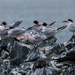 Terns by nicoleweg