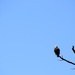 eagle tree by edorreandresen