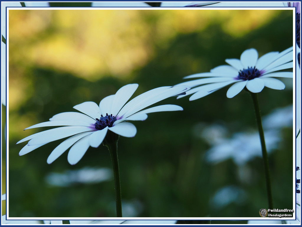 White Daisy by koalagardens