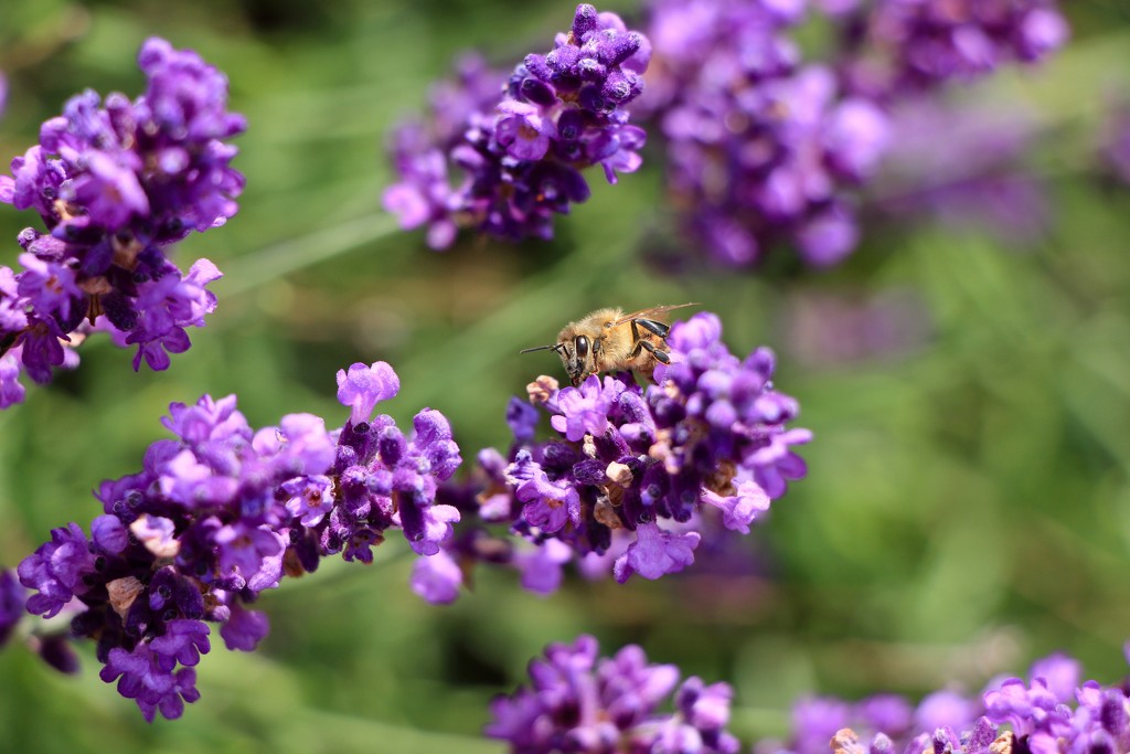 Enjoying the Lavender by jamibann