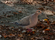 29th Jul 2019 - Mourning Dove